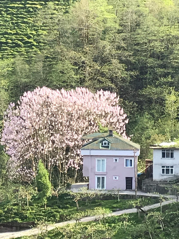 Doğa Kutlu Apart